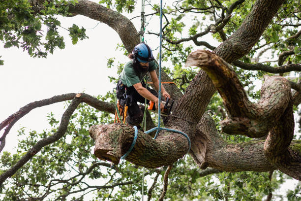 Best Palm Tree Trimming  in Eidson Road, TX